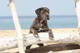 CANE CORSO 229